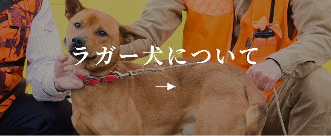 ラガー犬について